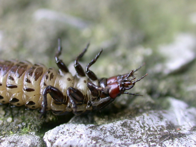 Larva di Carabus sp.